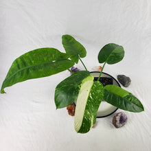 Load image into Gallery viewer, Philodendron Jose Buono, Exact Plant Variegated Ships Nationwide