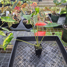 Load image into Gallery viewer, Alocasia Macrorrhiza Schock Treatment, Exact Plant Variegated Ships Nationwide