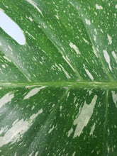 Load image into Gallery viewer, Thai Constellation, Exact Plant, variegated Monstera