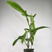 Load image into Gallery viewer, Philodendron Jerry Horne 6" pot, Fedex 2day