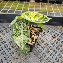 Load image into Gallery viewer, Alocasia Ninja Tricolor Splash, Black Velvet Variegated exact plant, Fedex 2day*