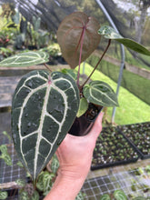 Load image into Gallery viewer, Anthurium Red Crystallinum Doc Block 4" pot, Fedex 2day*