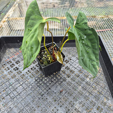 Load image into Gallery viewer, Anthurium Papillilaminum Fort Sherman X ( FS X Ralph Lynam), Exact Plant