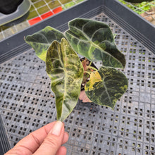 Load image into Gallery viewer, Alocasia Sedenii Aurea Variegated, Exact Plant Ships Nationwide