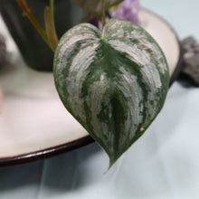 Load image into Gallery viewer, Philodendron Brandtianum 4" pot, Fedex 2day*