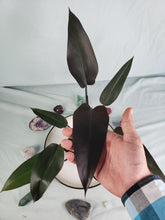 Load image into Gallery viewer, Philodendron Majesty 4" pot, Fedex 2 day*