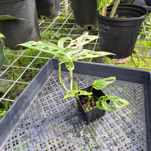 Load image into Gallery viewer, Monstera Adansonii Mint "Indonesia", Exact Plant Variegated Ships Nationwide