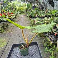 Load image into Gallery viewer, Philodendron Serpens exact plant, Fedex 2day*