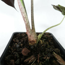 Load image into Gallery viewer, Alocasia Longiloba, Denudata 4" pot, Fedex 2day*