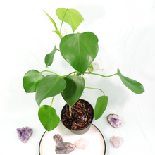 Load image into Gallery viewer, Philodendron Microstictum. Shipped Nationwide