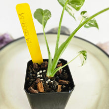 Load image into Gallery viewer, Alocasia Odora, Okinawa Silver, Exact Plant Variegated