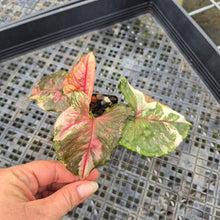 Load image into Gallery viewer, Syngonium Strawberry Ice Variegated exact plant, Fedex 2day*