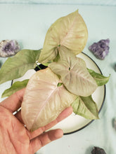 Load image into Gallery viewer, Syngonium Pink Spot Variegated 4" pot, Fedex 2day*