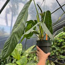 Load image into Gallery viewer, Anthurium Spectabile Wide Form exact plant, Fedex 2day*