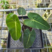 Load image into Gallery viewer, Philodendron Cordatum Kunth, Exact Plant