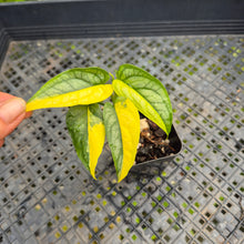 Load image into Gallery viewer, Monstera Siltepecana, Exact Plant Variegated Ships Nationwide