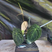 Load image into Gallery viewer, Anthurium Ace of Spades, Exact Plant Ships Nationwide