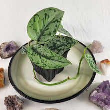 Load image into Gallery viewer, Scindapsus Silver Lady 4" pot, Fedex 2 day*