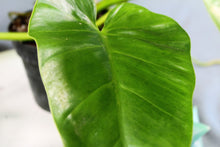 Load image into Gallery viewer, Philodendron Giganteum Large Exact Plant