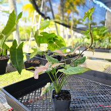 Load image into Gallery viewer, Syngonium Red Spot Tricolor, Exact Plant Variegated Ships Nationwide