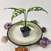 Load image into Gallery viewer, Monstera Obliqua Peru 2.5" Pot, Fedex 2 day*