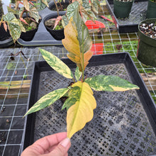Load image into Gallery viewer, Philodendron Caramel Marble, Exact Plant Variegated Ships Nationwide