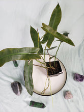 Load image into Gallery viewer, Atabapoense, exact plant, Philodendron, ships nationwide