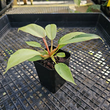 Load image into Gallery viewer, Philodendron Snowdrift, 2.5” pot, Fedex 2 day*