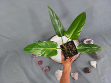 Load image into Gallery viewer, Philodendron Bernardopazii 4" pot, Fedex 2day*