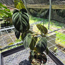 Load image into Gallery viewer, Philodendron Melanochrysum Variegated exact plant, Fedex 2day*