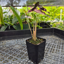 Load image into Gallery viewer, Alocasia nobilis pink Variegated Ships Nationwide