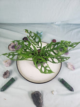 Load image into Gallery viewer, Obliqua Peru, exact plant, Monstera, ships nationwide