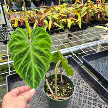 Load image into Gallery viewer, Philodendron Verrucosum, Exact Plant Ships Nationwide