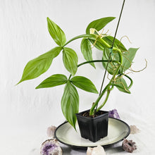 Load image into Gallery viewer, Philodendron Tripartitum, Exact Plant Ships Nationwide