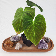 Load image into Gallery viewer, Philodendron Splendid, Exact Plant Ships Nationwide