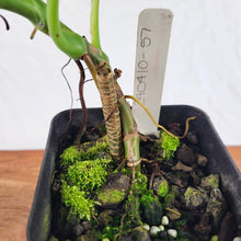 Load image into Gallery viewer, Syngonium Chiapense 4" pot, ships nationwide