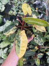 Load image into Gallery viewer, Philodendron Billietiae variegated 4" pot 2DayAir*