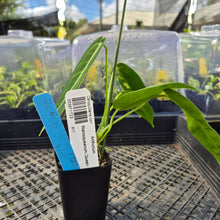 Load image into Gallery viewer, Anthurium Warocqueanum, Queen, Exact Plant Ships Nationwide
