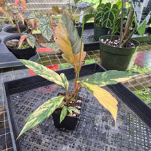 Load image into Gallery viewer, Philodendron Caramel Marble, Exact Plant Variegated Ships Nationwide