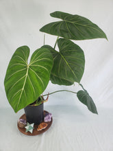 Load image into Gallery viewer, Philodendron Gloriosum, Dark Form 6" pot, Fedex 2day