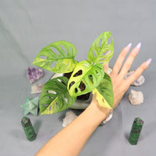 Load image into Gallery viewer, Monstera Adansonii Aurea Variegated 4" pot, Fedex 2day*