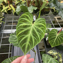 Load image into Gallery viewer, Philodendron Verrucosum exact plant, Fedex 2day*
