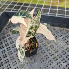 Load image into Gallery viewer, Alocasia Polly Snowflake Pink variegated exact plant, Fedex 2day*