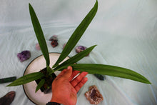 Load image into Gallery viewer, Anthurium Bakeri 4" pot, Fedex 2day*