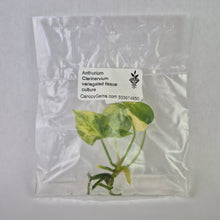 Load image into Gallery viewer, Anthurium Clarinervium variegated tissue culture 2DayAir