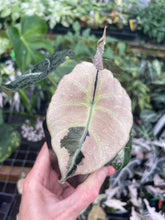 Load image into Gallery viewer, Alocasia Black Velvet Pink variegated 2.5" pot, Fedex 2day*