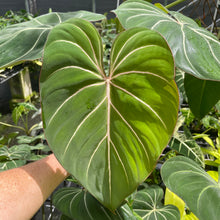 Load image into Gallery viewer, Philodendron Gloriosum, Dark Form 6" pot, Fedex 2day
