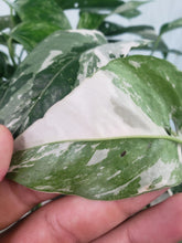 Load image into Gallery viewer, Pinnatum Albo, Exact Plant, multi pot of 5, variegated Epipremnum