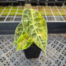 Load image into Gallery viewer, Alocasia Watsoniana Albo Pink variegated exact plant, Fedex 2day*