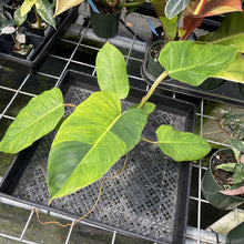 Load image into Gallery viewer, Philodendron Jungle Fever Mint Variegated exact plant, Fedex 2day